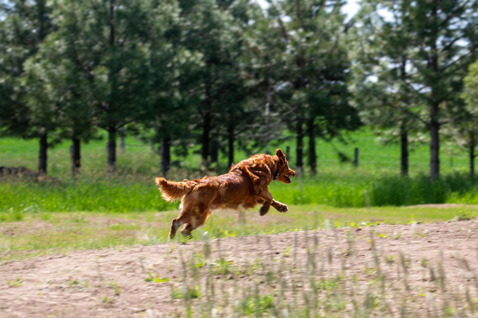 Dog Training in Livermore, CA: How to Choose the Right Kind of Help for Your Dog