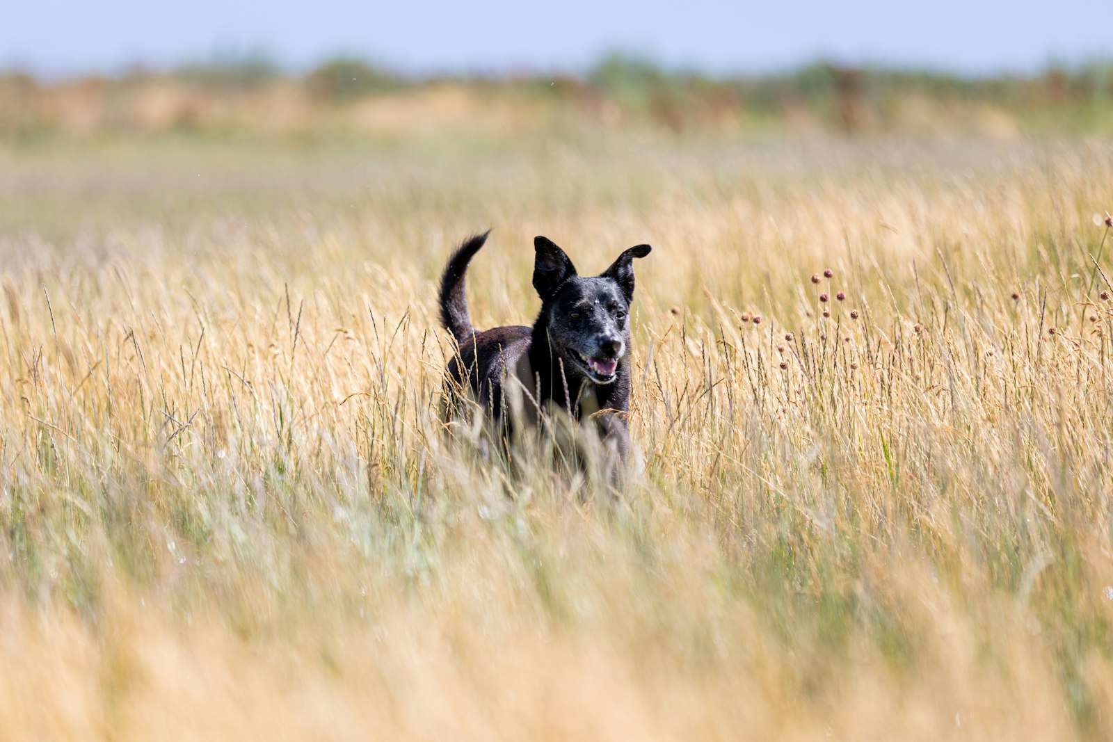 Dog Training in Livermore, California: Building Skills That Hold Up in Real Life